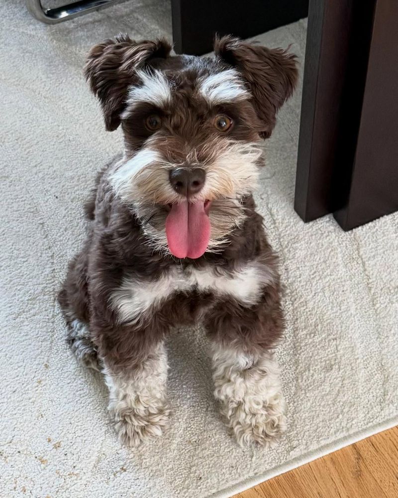 Miniature Schnauzer