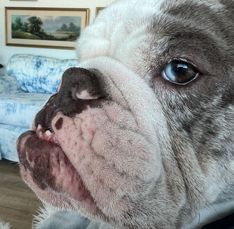 Bulldog