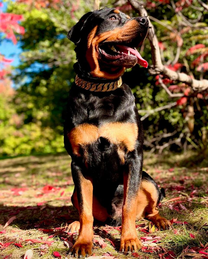 Rottweiler