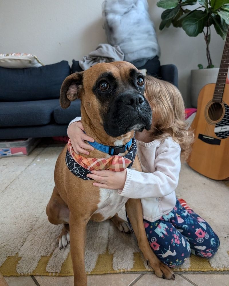 Boxer