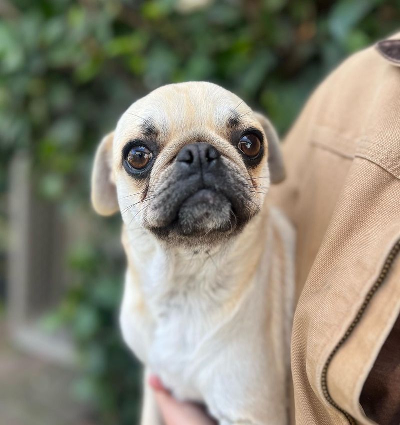 Pug