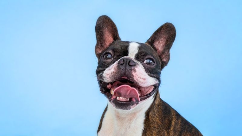 Boston Terrier