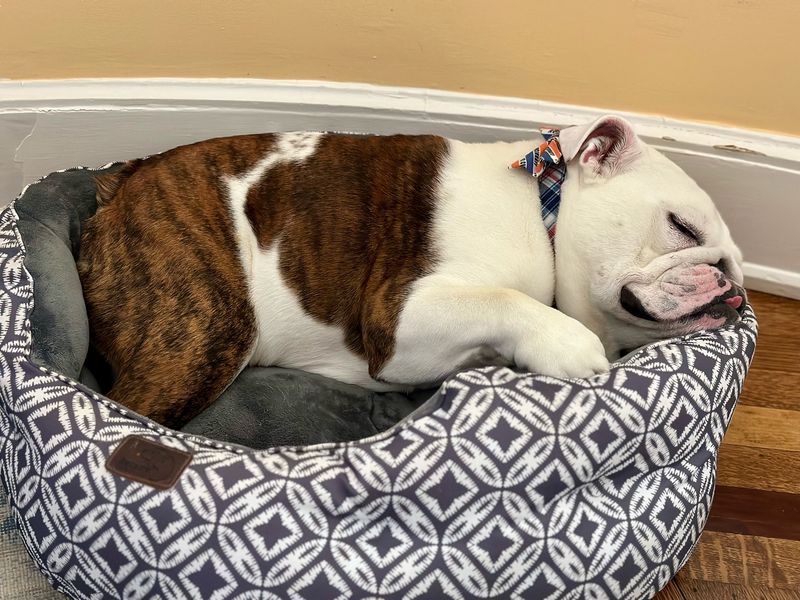 Bulldog