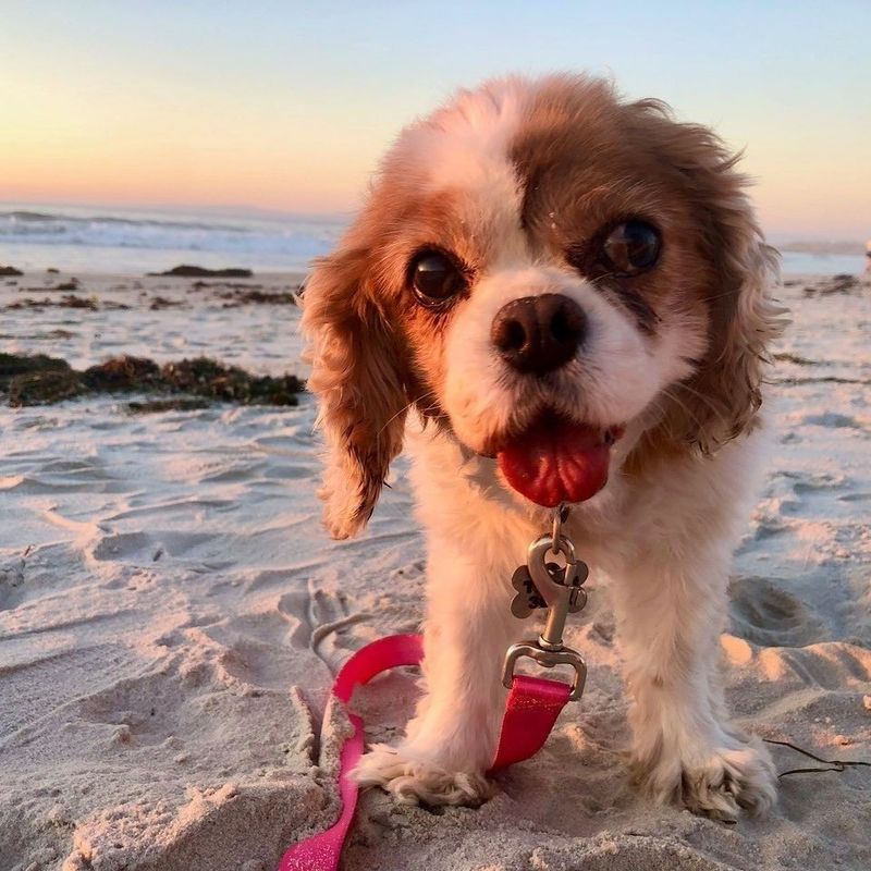Cavalier King Charles Spaniel