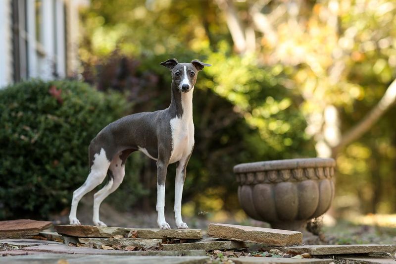 Italian Greyhound