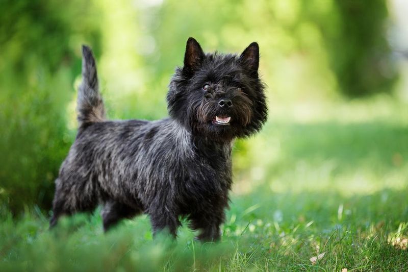 Cairn Terrier