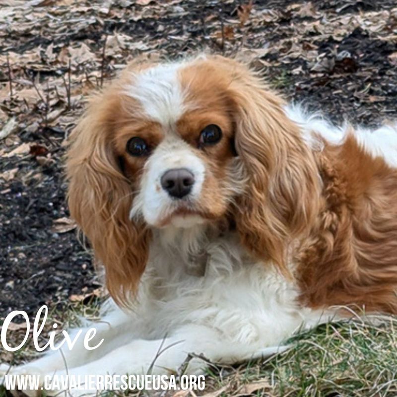 Cavalier King Charles Spaniel
