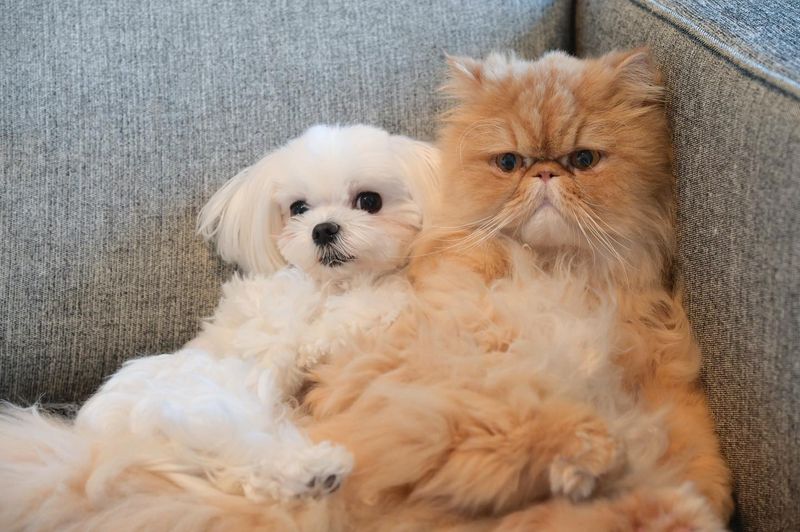 Maltese