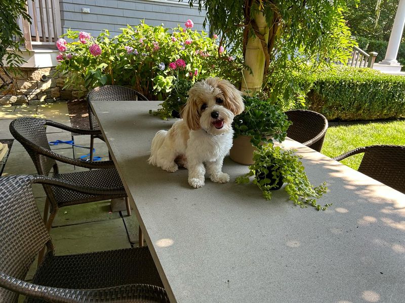 Havanese