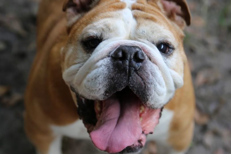 Bulldog