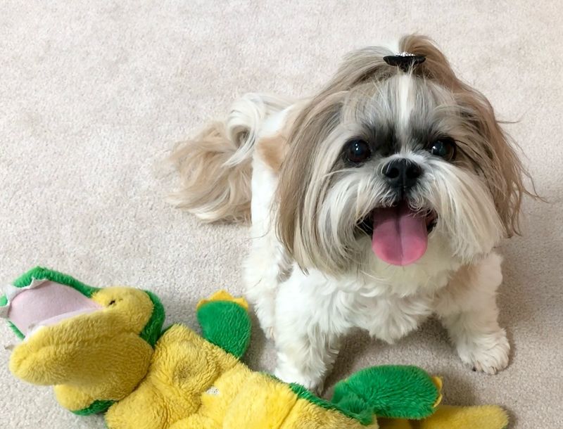 Shih Tzu