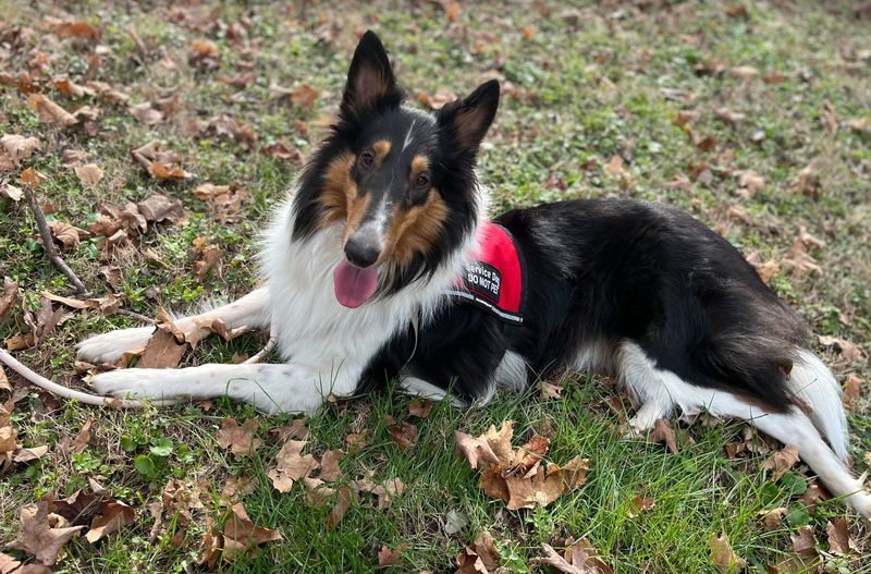 Collie