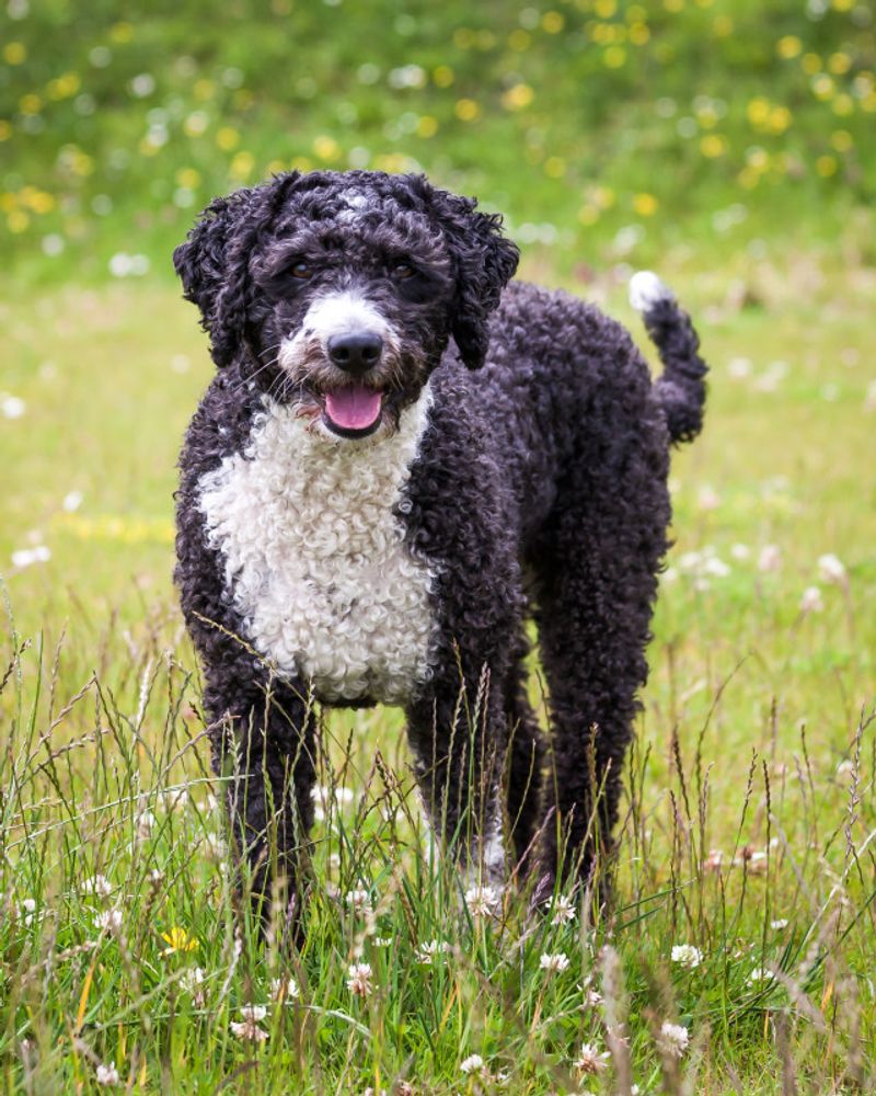 Portuguese Water Dog - Underrated