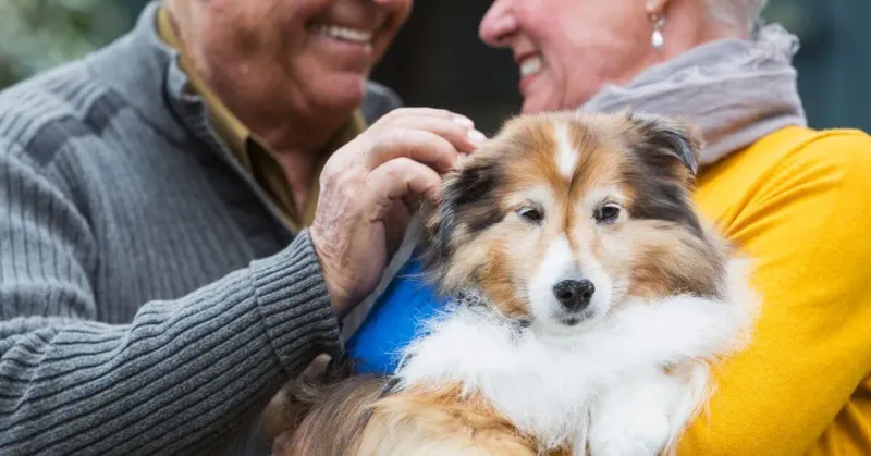 Collie