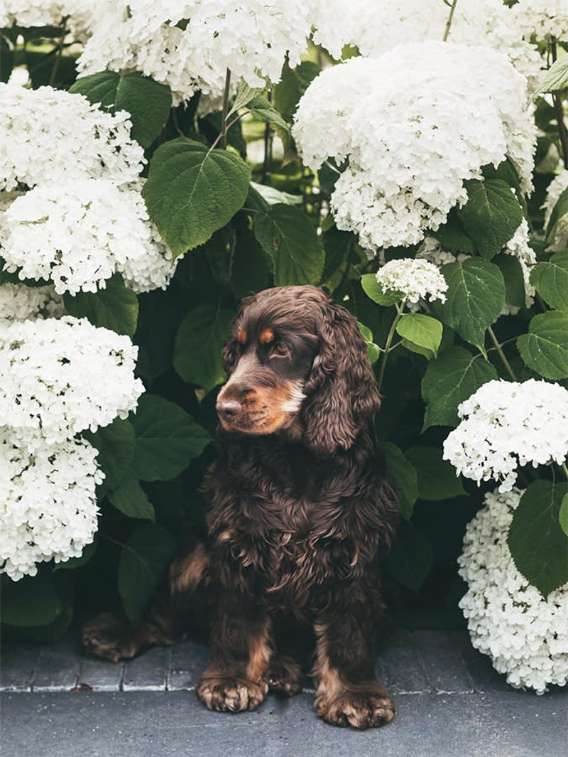Hydrangea