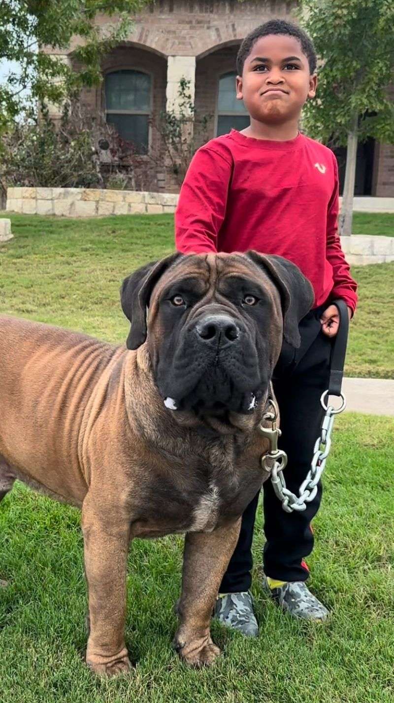 Boerboel