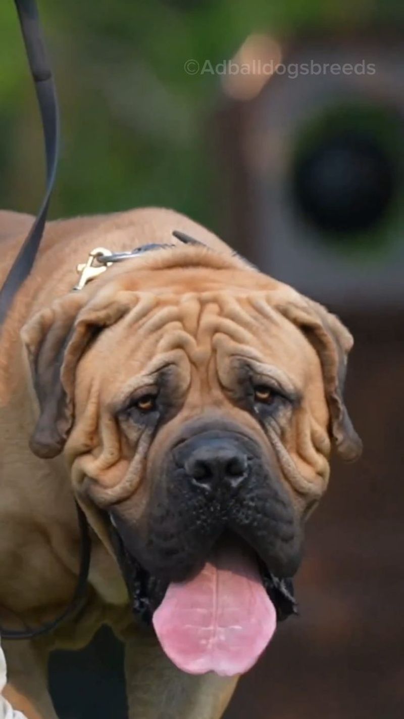Kangal