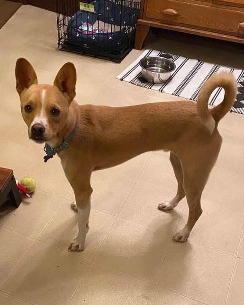 Basenji