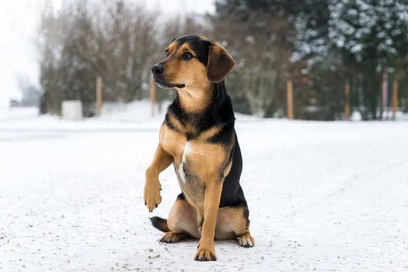 Limping or Stiffness
