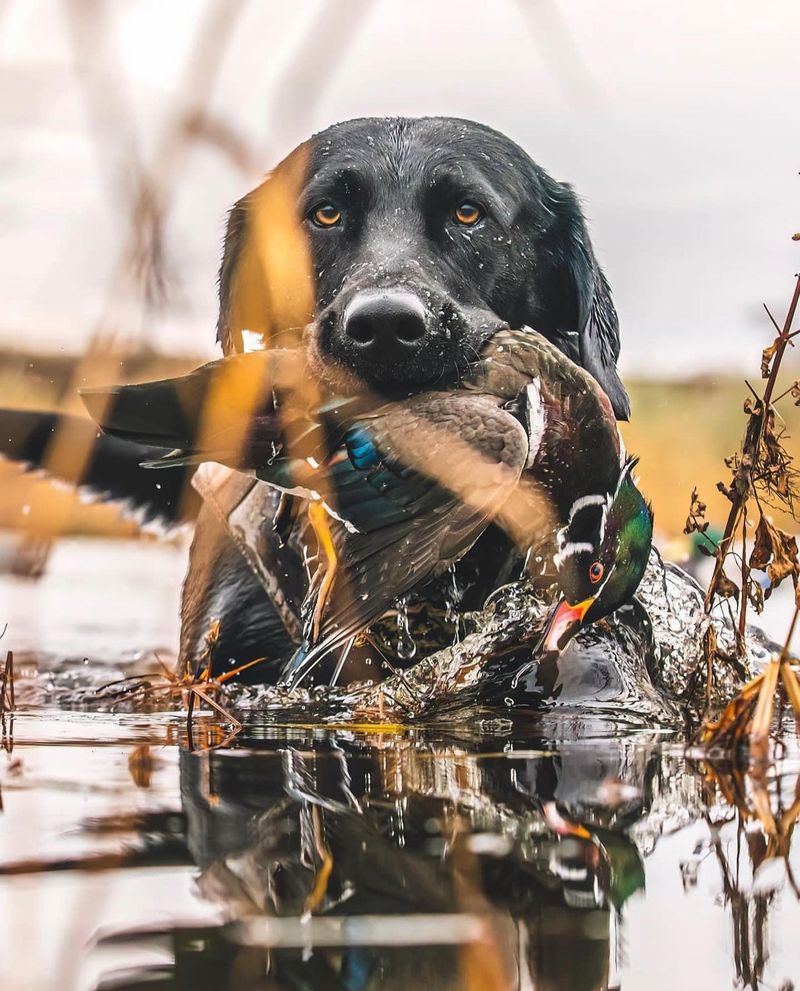Labrador Retriever