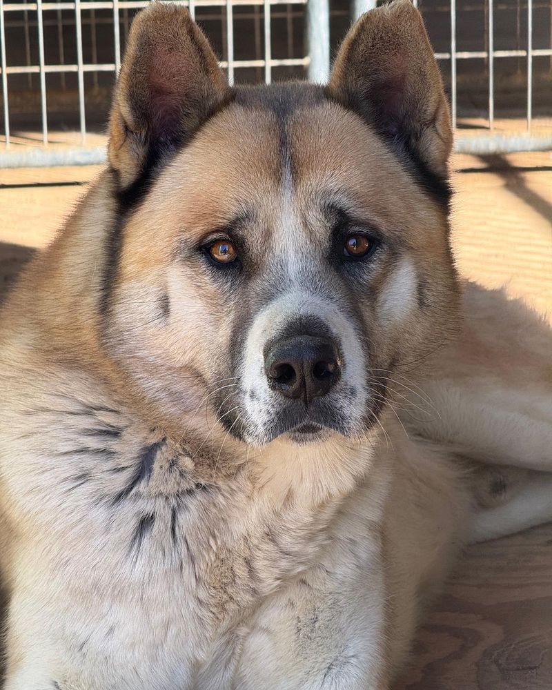 Akita