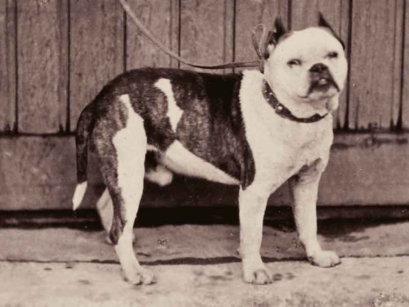 Old English Bulldog