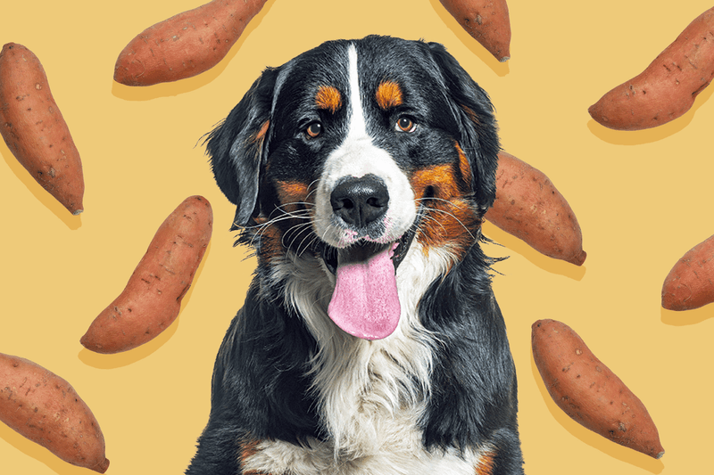 Sweet Potatoes