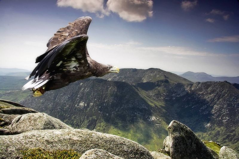 Eagle