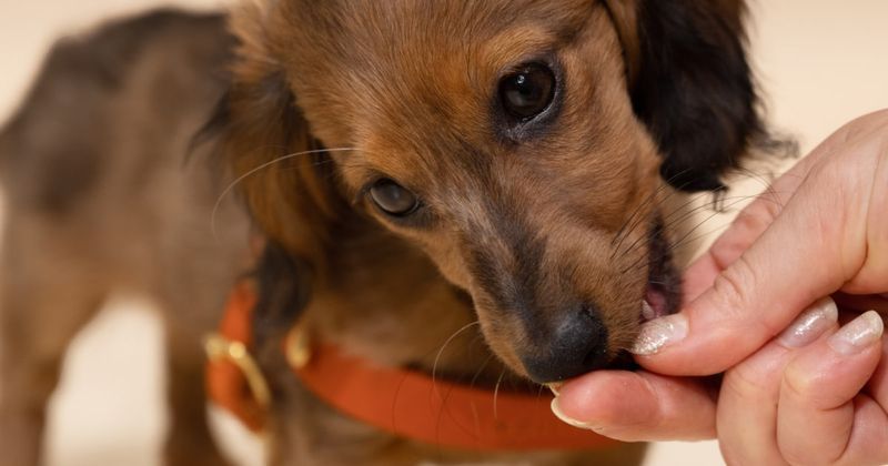 Offering Treats