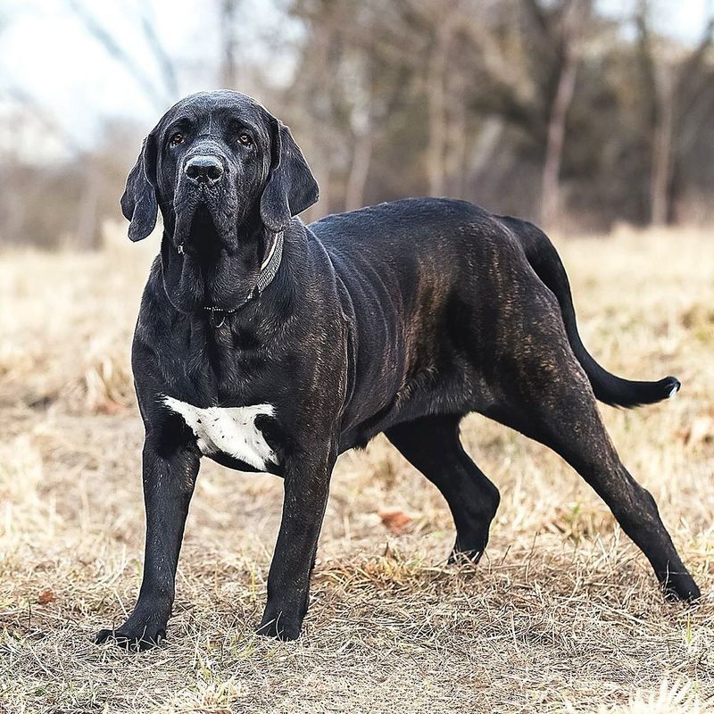 Fila Brasileiro
