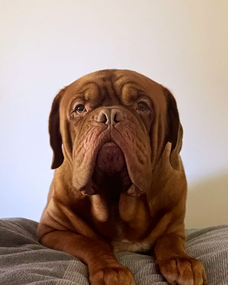 Dogue de Bordeaux