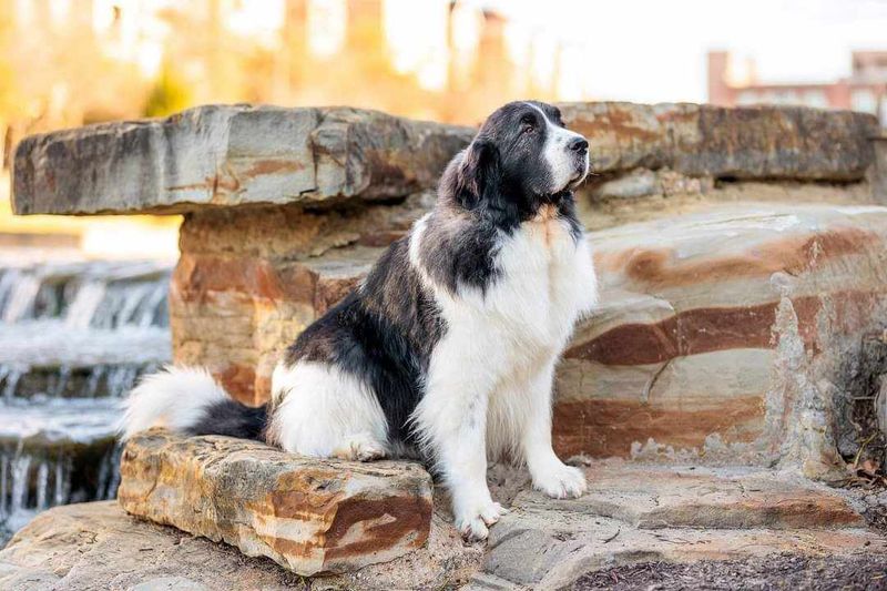 Pyrenean Mastiff