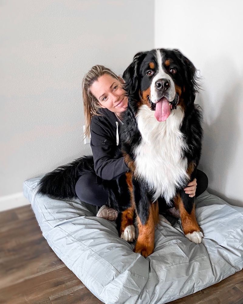 Bernese Mountain Dog