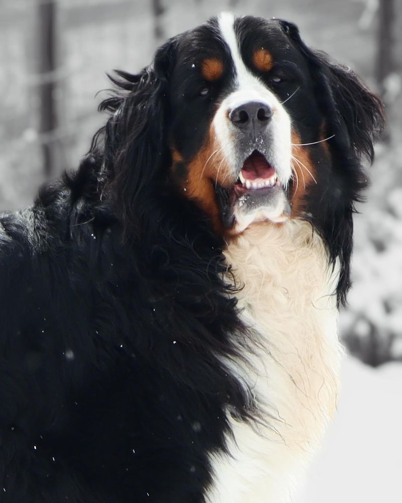 Bernese Mountain Dog