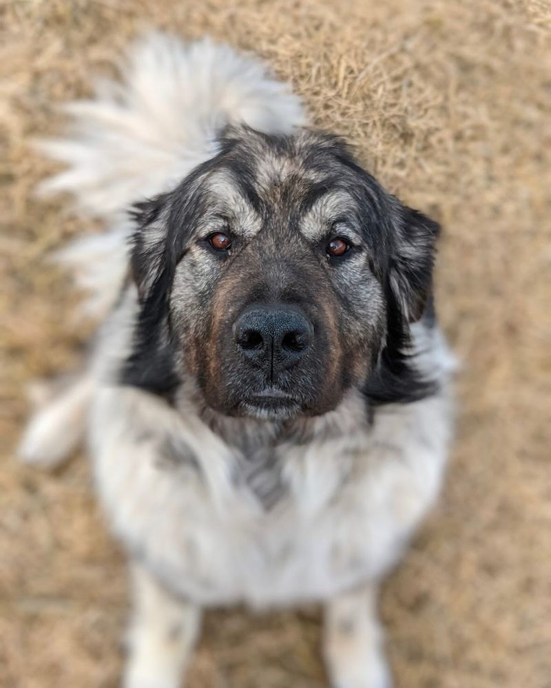 Carpathian Shepherd