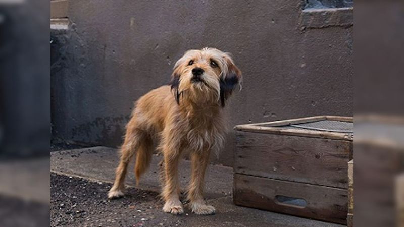 Benji