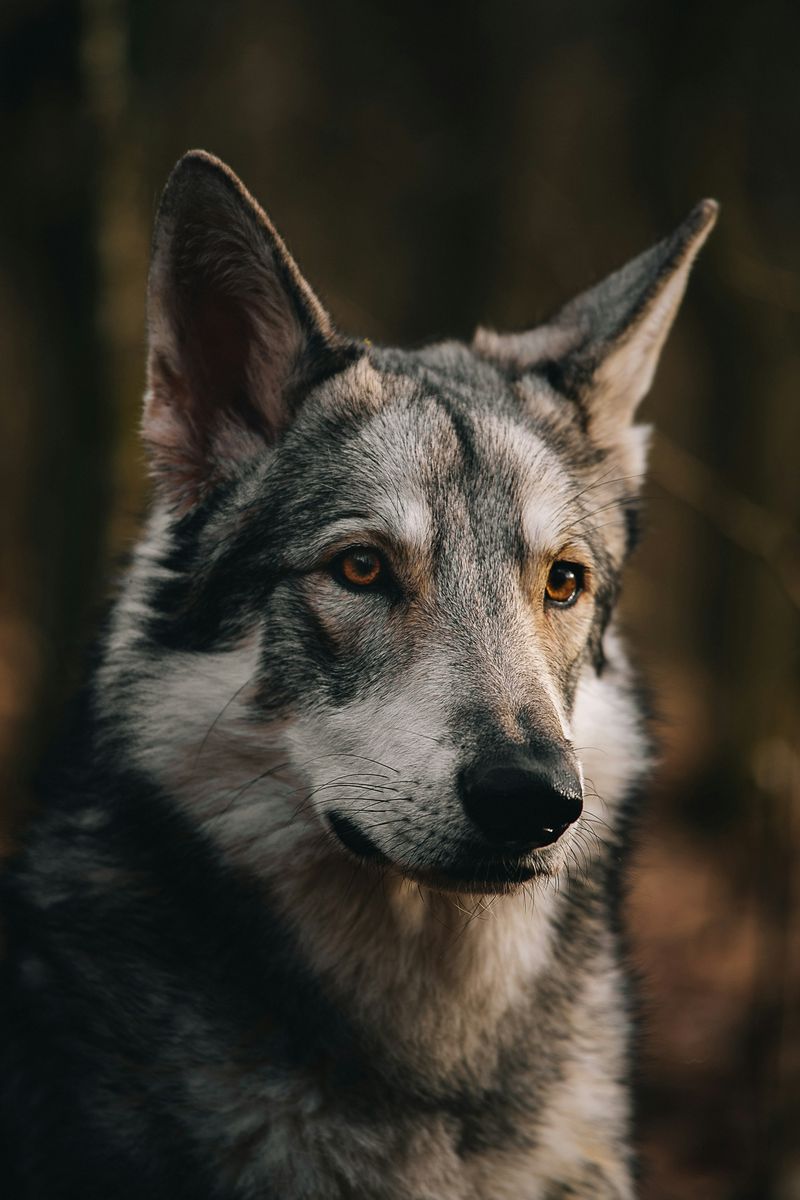 Wolfdog Myths Debunked