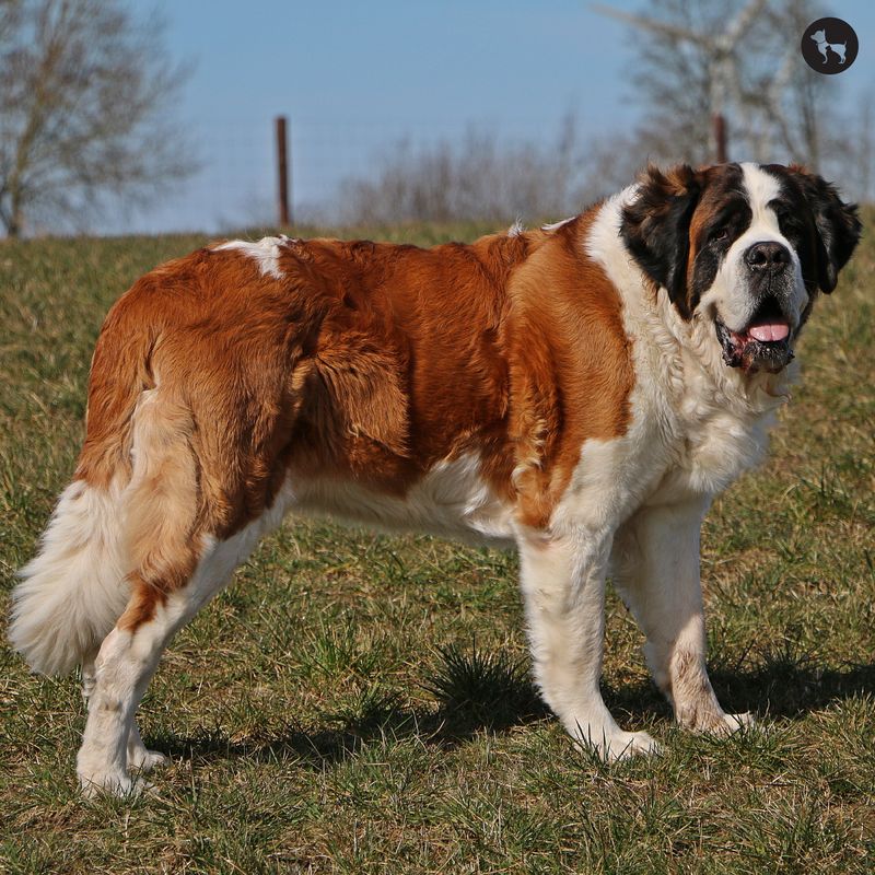 Saint Bernard