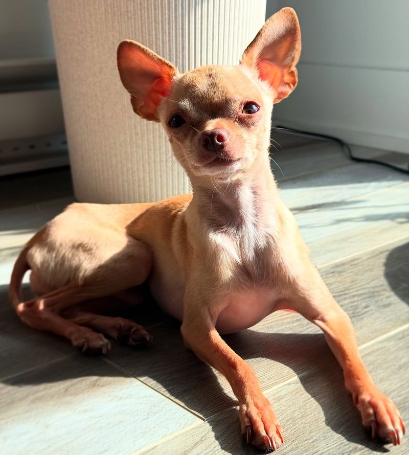 Chihuahua