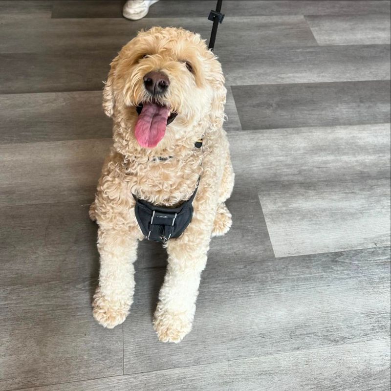 Poodle