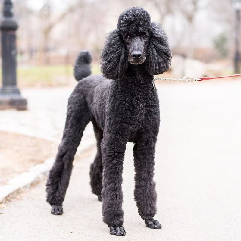 Poodle