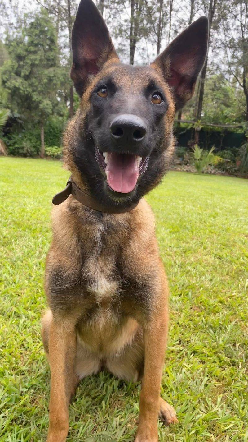 Belgian Malinois