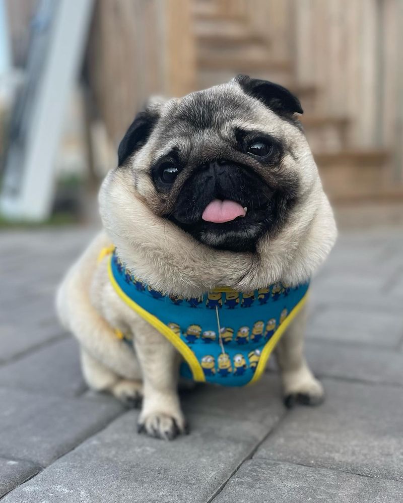 Pug