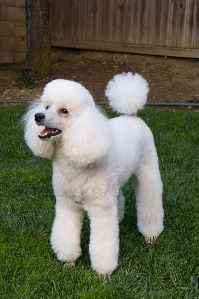 Poodle