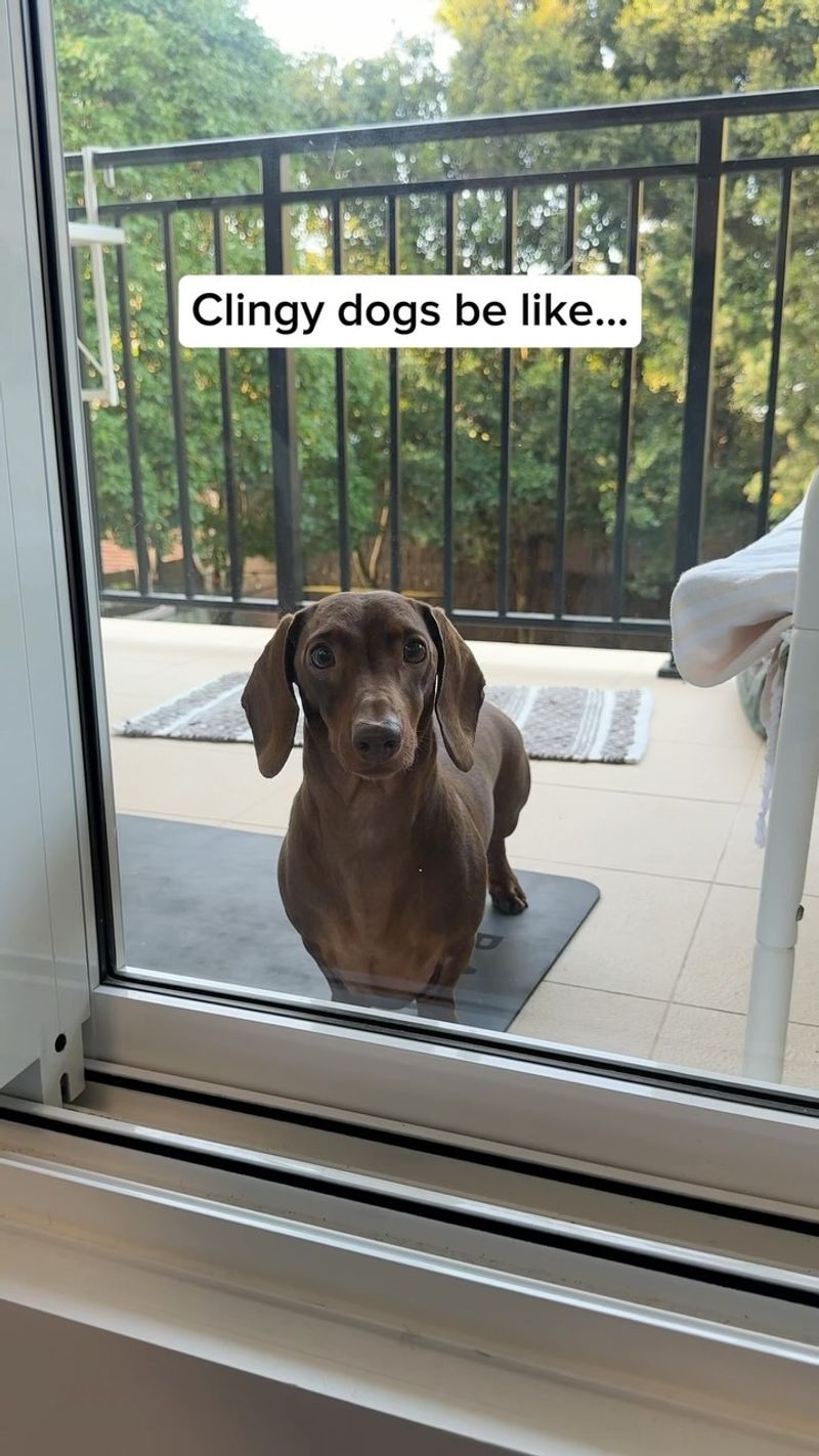 Dachshund