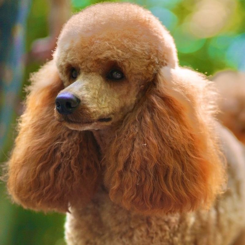 Poodle