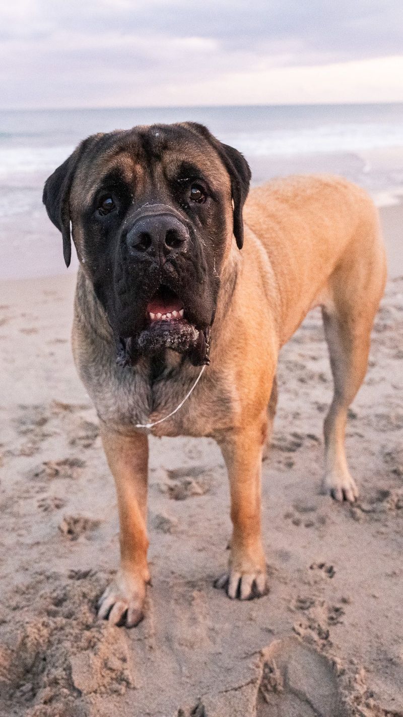 Mastiff