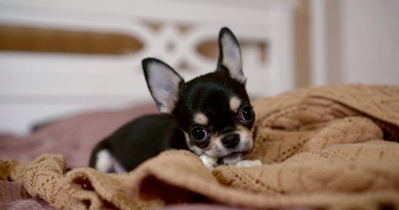 Chihuahua