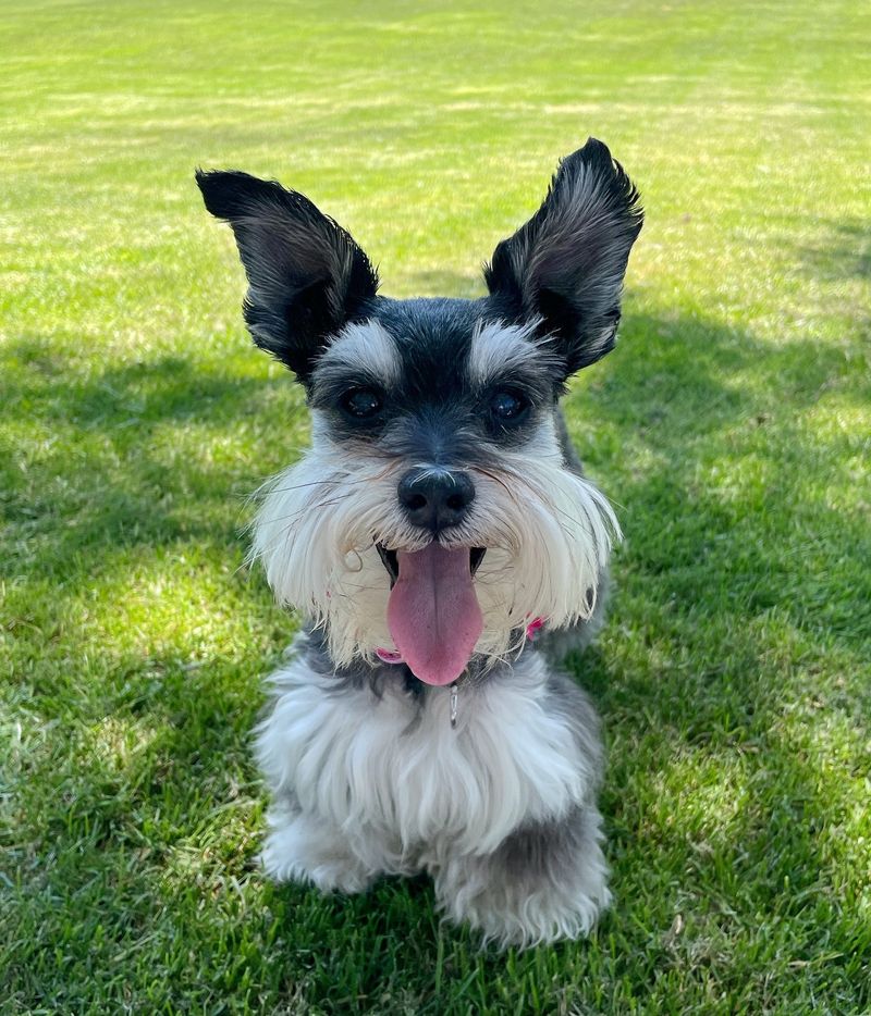 Miniature Schnauzer