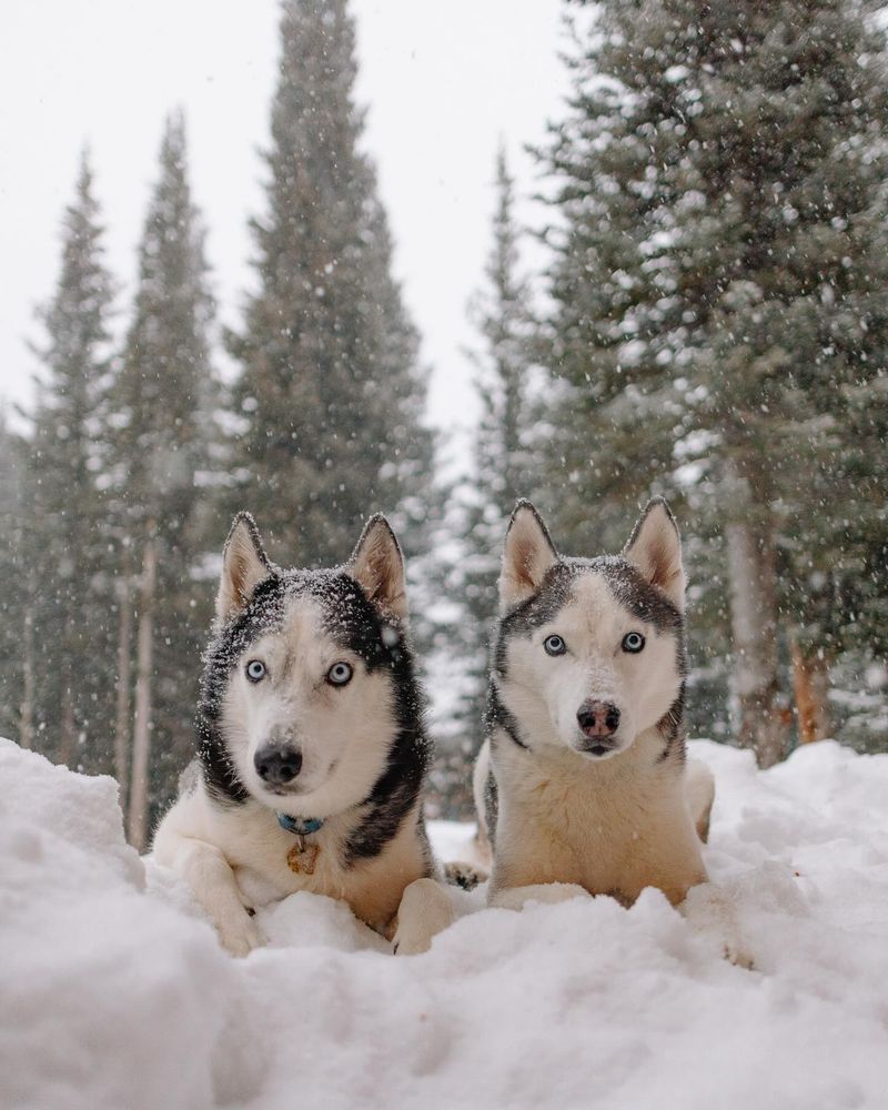 Siberian Husky